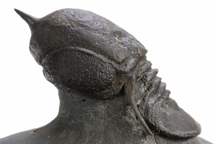 Pelagic Trilobite (Cyclopyge) Fossil - Huge Eyes #316656